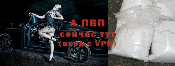 прущие грибы Михайлов