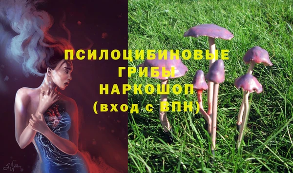 прущие грибы Михайлов