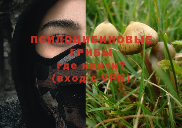 прущие грибы Михайлов